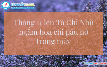 Tháng 11 lên Tà Chì Nhù ngắm hoa chi pâu nở trong mây